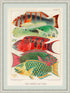 Ornate White with Mat board Wood Framed Great Barrier Reef Fishes Vintage Illustration Wall Art Print
